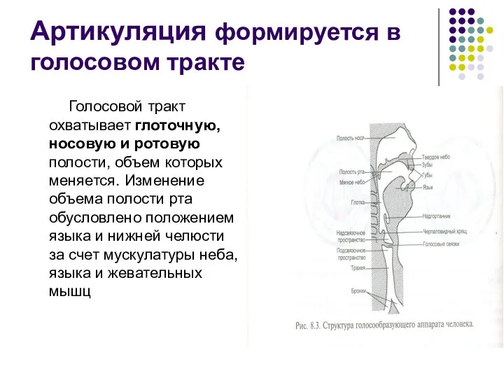 Артикуляция формируется в голосовом тракте Голосовой тракт охватывает глоточную, носовую и