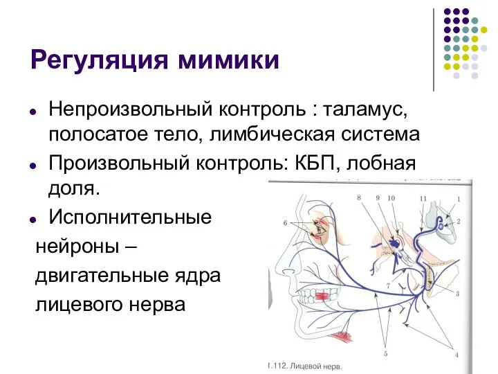 Регуляция мимики Непроизвольный контроль : таламус, полосатое тело, лимбическая система Произвольный