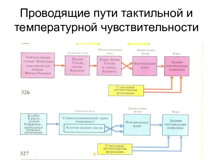 Проводящие пути тактильной и температурной чувствительности