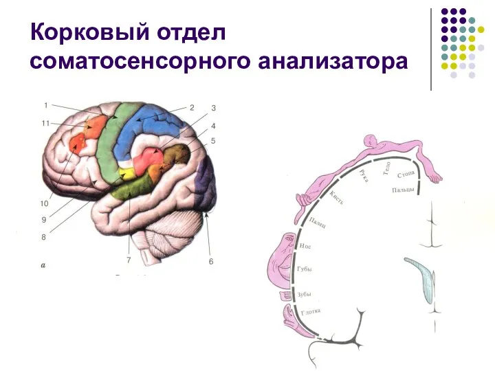 Корковый отдел соматосенсорного анализатора