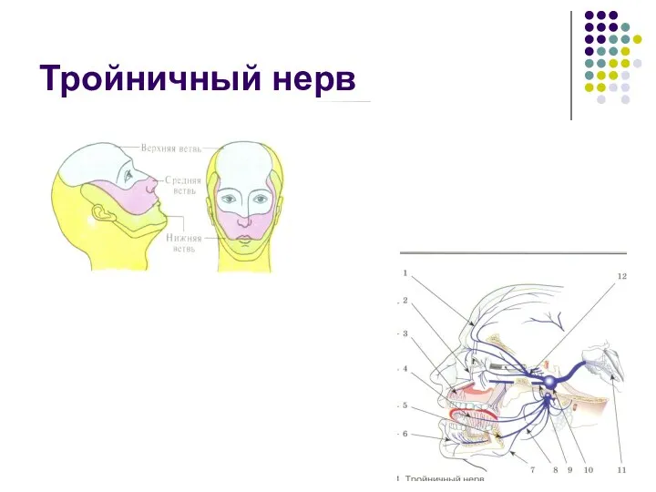 Тройничный нерв