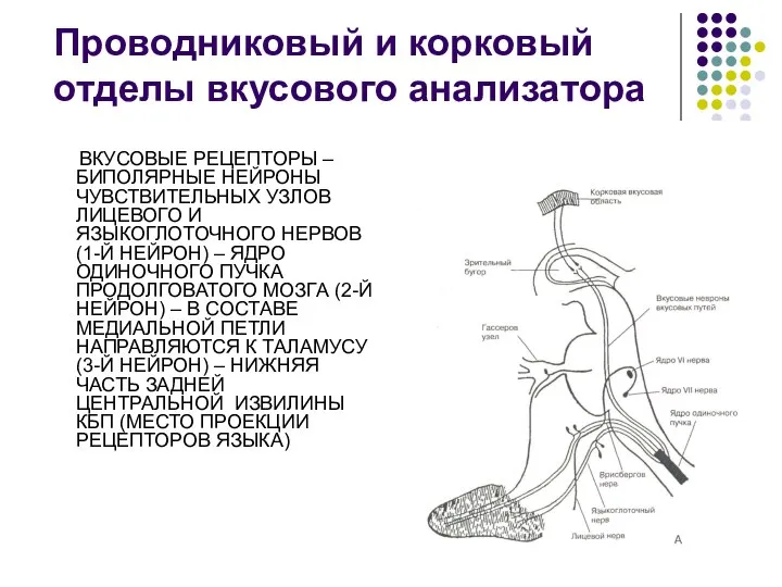 Проводниковый и корковый отделы вкусового анализатора ВКУСОВЫЕ РЕЦЕПТОРЫ – БИПОЛЯРНЫЕ НЕЙРОНЫ