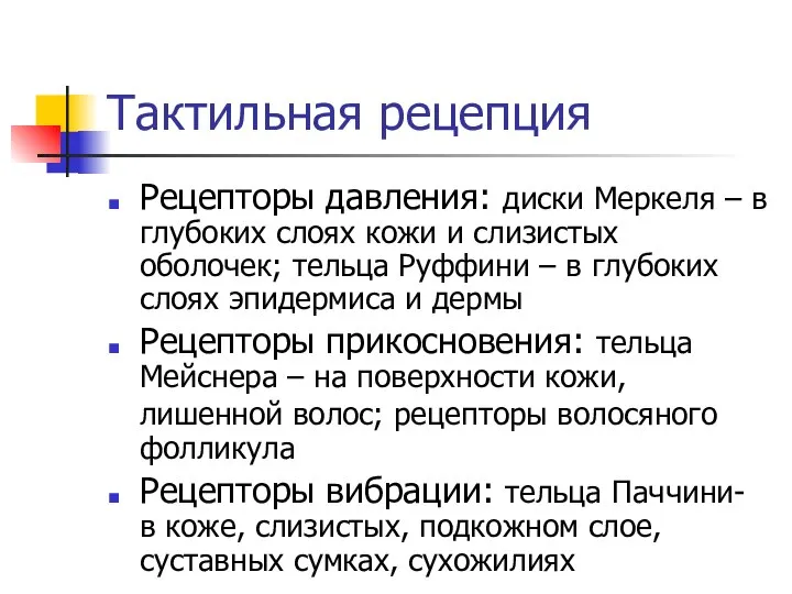 Тактильная рецепция Рецепторы давления: диски Меркеля – в глубоких слоях кожи