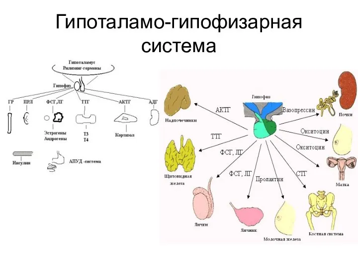 Гипоталамо-гипофизарная система