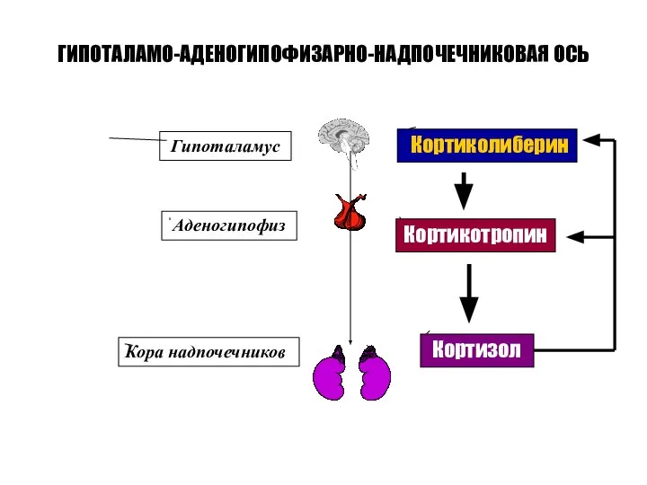 ГИПОТАЛАМО-АДЕНОГИПОФИЗАРНО-НАДПОЧЕЧНИКОВАЯ ОСЬ Кортиколиберин Кортикотропин Кортизол Гипоталамус Аденогипофиз Кора надпочечников