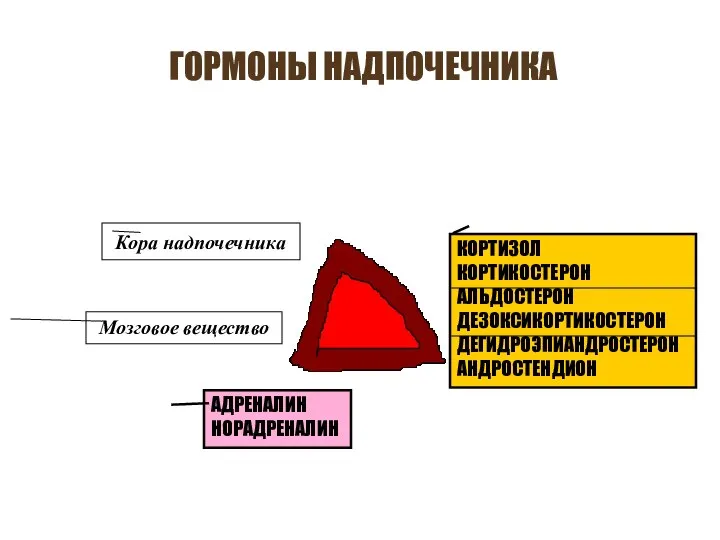 ГОРМОНЫ НАДПОЧЕЧНИКА Кора надпочечника Мозговое вещество КОРТИЗОЛ КОРТИКОСТЕРОН АЛЬДОСТЕРОН ДЕЗОКСИКОРТИКОСТЕРОН ДЕГИДРОЭПИАНДРОСТЕРОН АНДРОСТЕНДИОН АДРЕНАЛИН НОРАДРЕНАЛИН