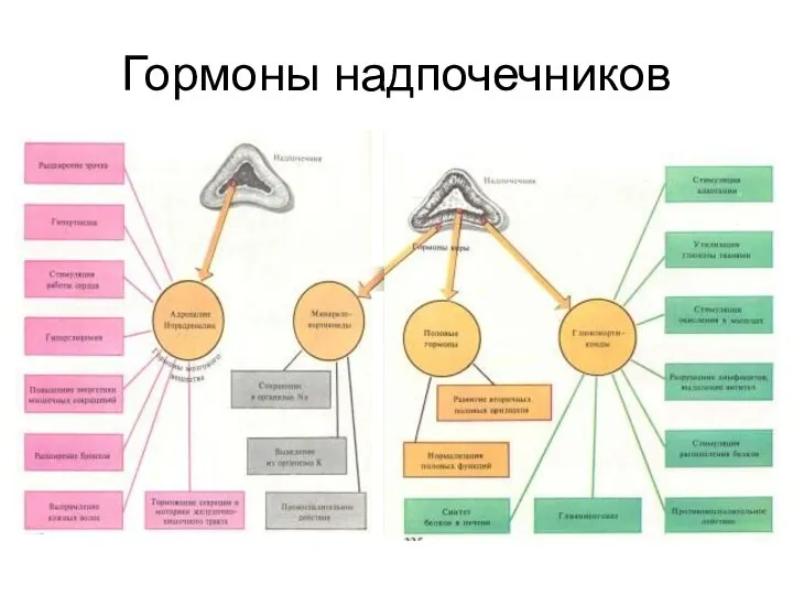 Гормоны надпочечников