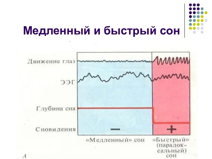 Медленный и быстрый сон