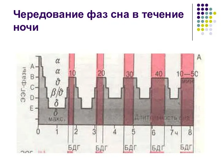 Чередование фаз сна в течение ночи