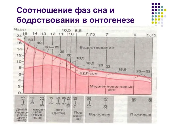 Соотношение фаз сна и бодрствования в онтогенезе