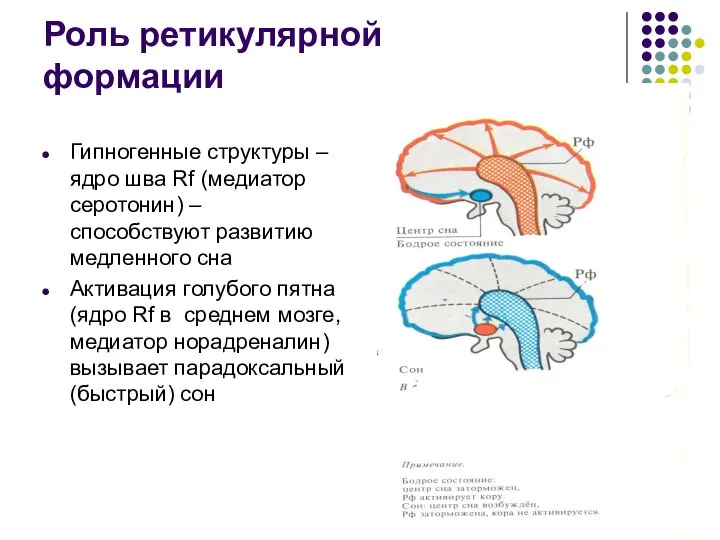 Роль ретикулярной формации Гипногенные структуры – ядро шва Rf (медиатор серотонин)