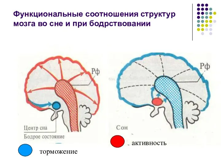 Функциональные соотношения структур мозга во сне и при бодрствовании торможение активность