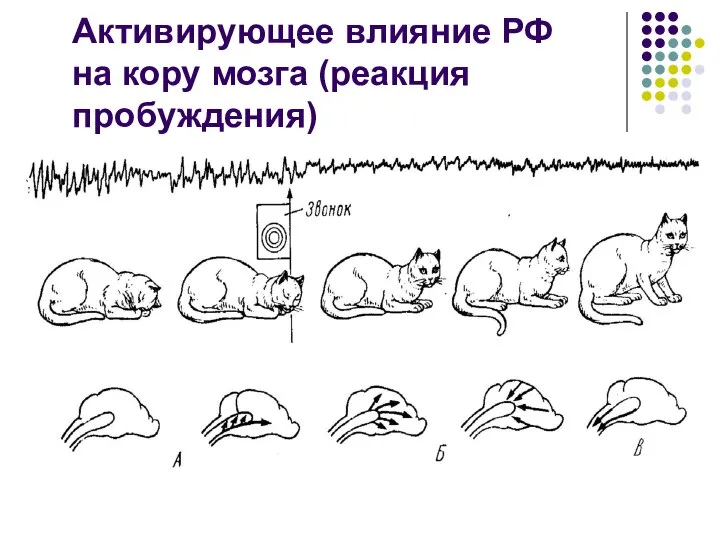 Активирующее влияние РФ на кору мозга (реакция пробуждения)