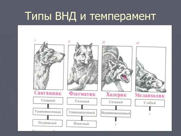 Типы ВНД и темперамент