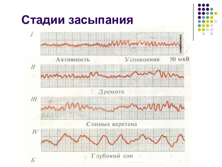 Стадии засыпания