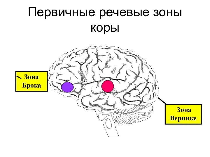 Первичные речевые зоны коры Зона Брока Зона Вернике