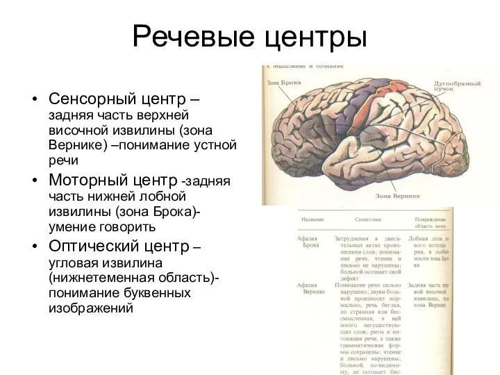 Речевые центры Сенсорный центр – задняя часть верхней височной извилины (зона