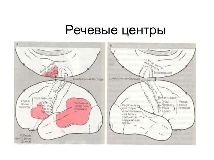 Речевые центры