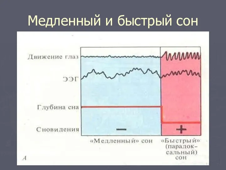 Медленный и быстрый сон