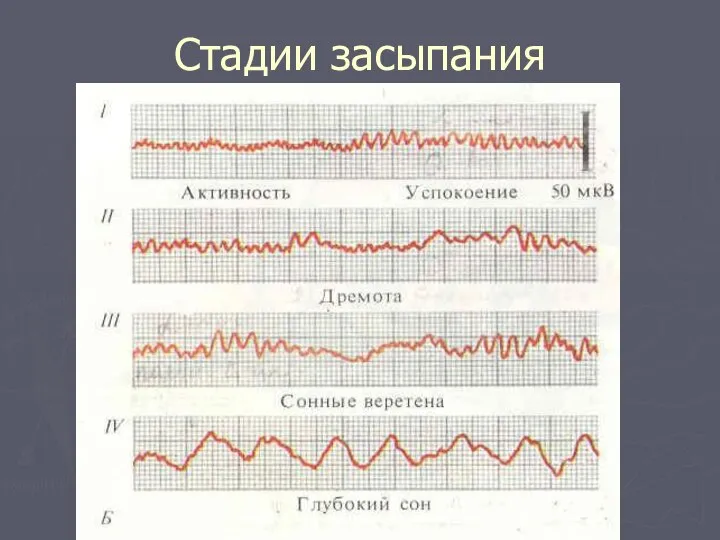 Стадии засыпания