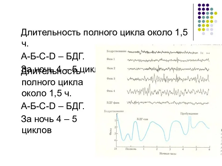 Длительность полного цикла около 1,5 ч. А-Б-С-D – БДГ. За ночь