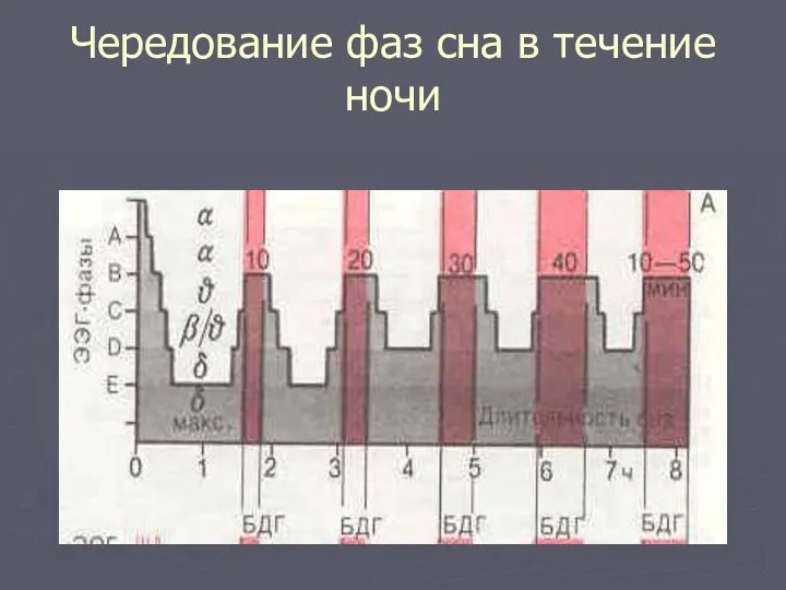 Чередование фаз сна в течение ночи