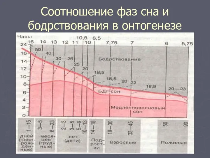 Соотношение фаз сна и бодрствования в онтогенезе