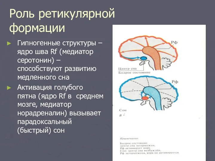 Роль ретикулярной формации Гипногенные структуры – ядро шва Rf (медиатор серотонин)