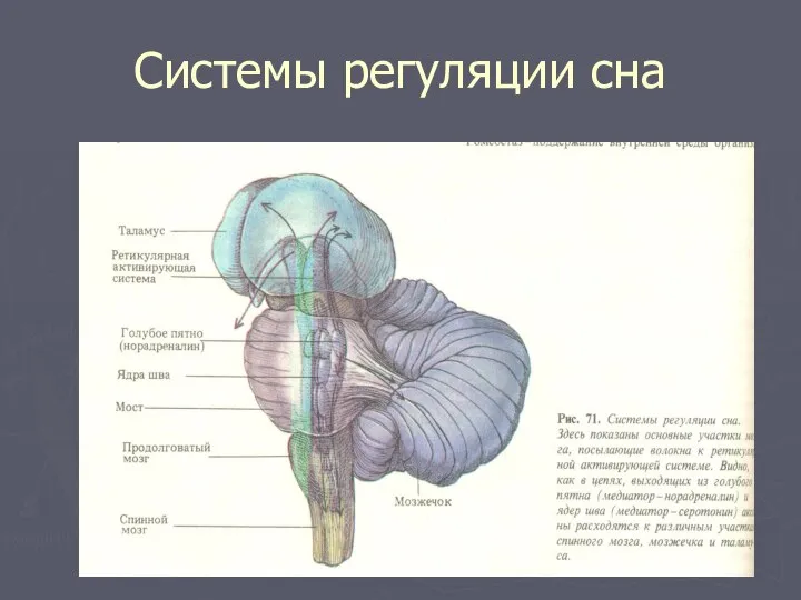 Системы регуляции сна