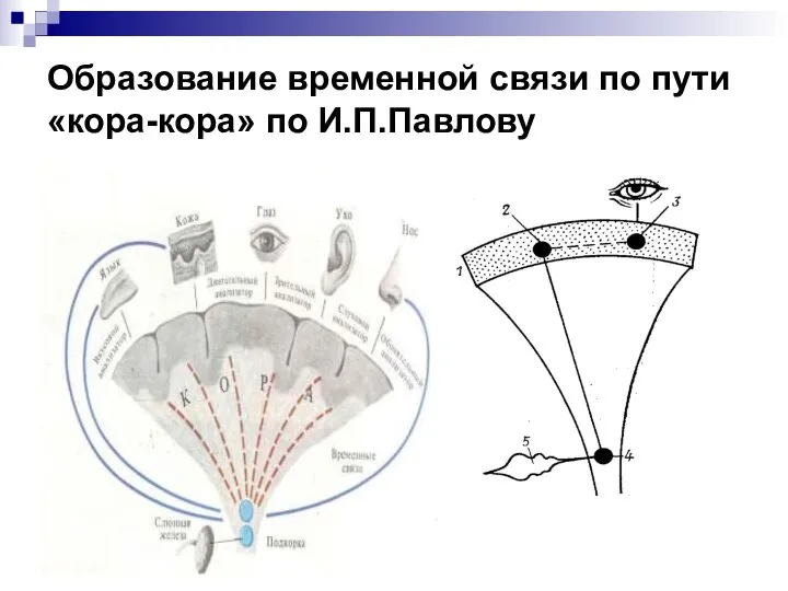 Образование временной связи по пути «кора-кора» по И.П.Павлову