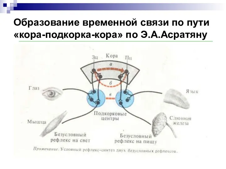 Образование временной связи по пути «кора-подкорка-кора» по Э.А.Асратяну