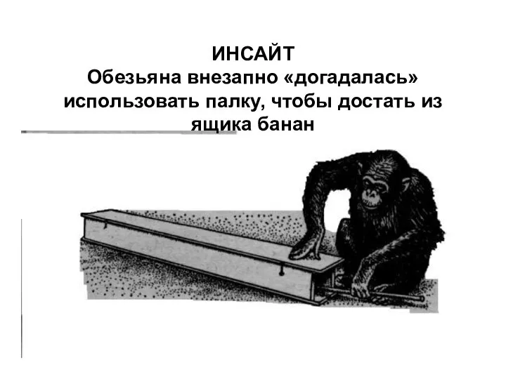 ИНСАЙТ Обезьяна внезапно «догадалась» использовать палку, чтобы достать из ящика банан