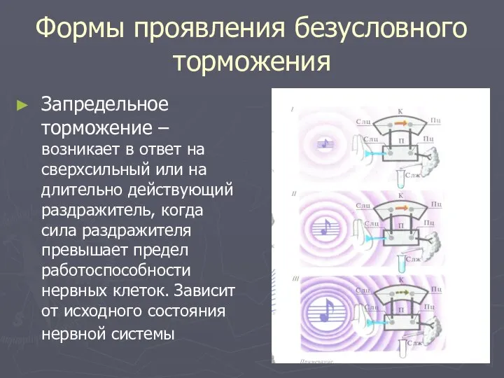 Формы проявления безусловного торможения Запредельное торможение – возникает в ответ на