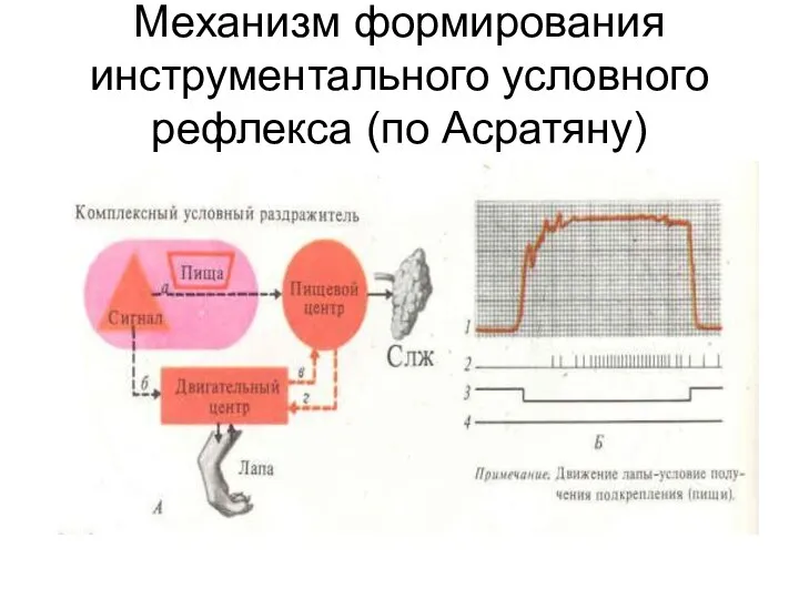 Механизм формирования инструментального условного рефлекса (по Асратяну)