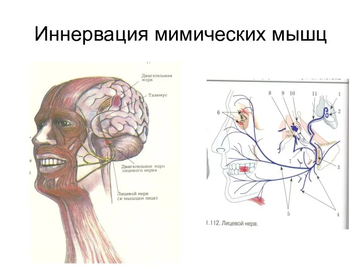 Иннервация мимических мышц