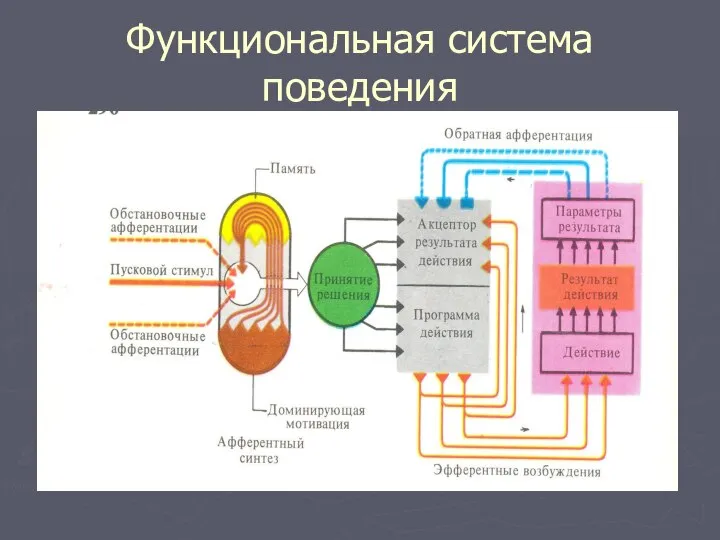 Функциональная система поведения