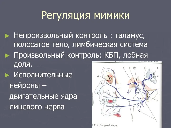 Регуляция мимики Непроизвольный контроль : таламус, полосатое тело, лимбическая система Произвольный