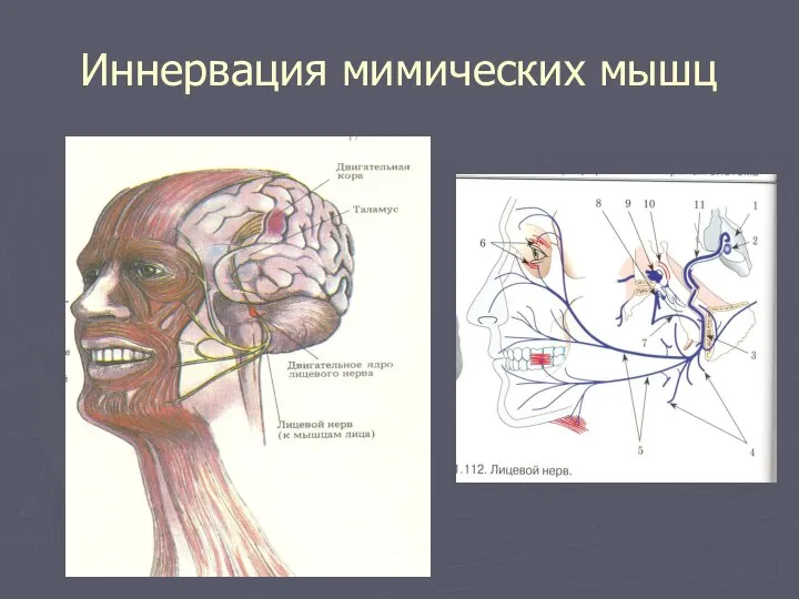 Иннервация мимических мышц