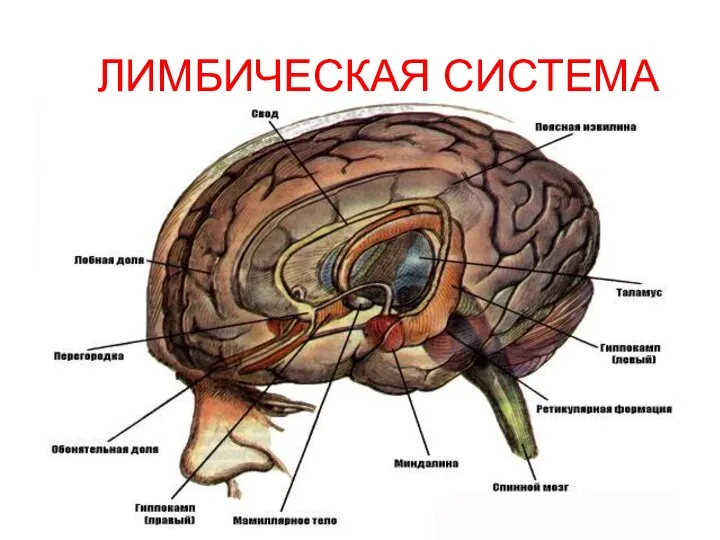 ЛИМБИЧЕСКАЯ СИСТЕМА