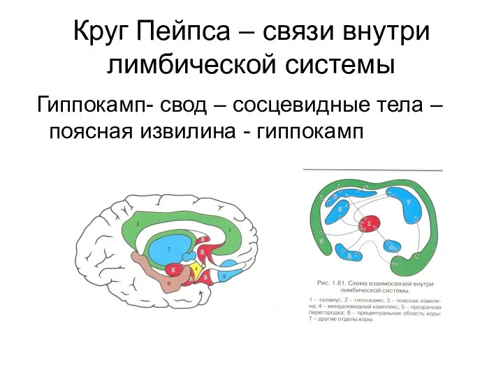 Круг Пейпса – связи внутри лимбической системы Гиппокамп- свод – сосцевидные