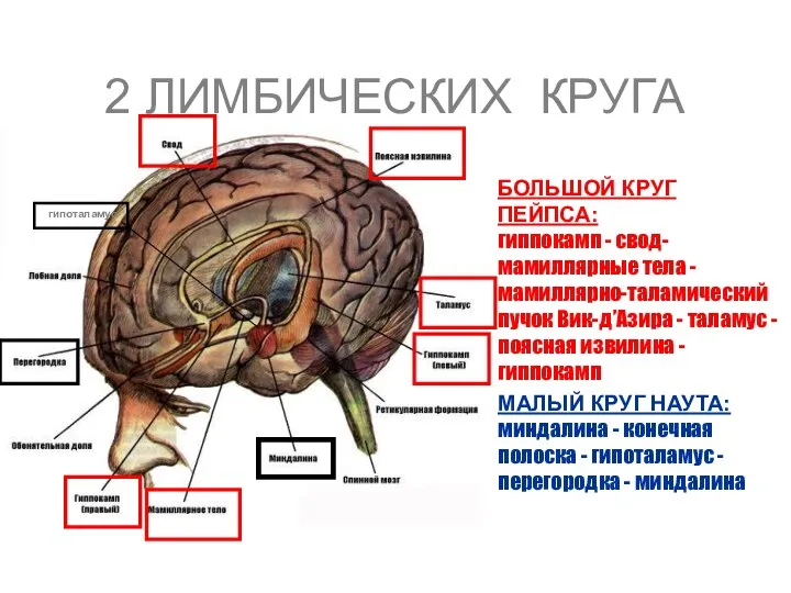 2 ЛИМБИЧЕСКИХ КРУГА БОЛЬШОЙ КРУГ ПЕЙПСА: гиппокамп - свод- мамиллярные тела