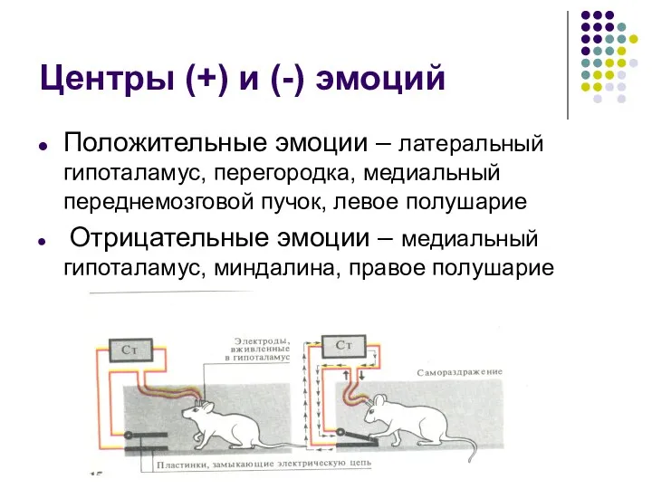 Центры (+) и (-) эмоций Положительные эмоции – латеральный гипоталамус, перегородка,