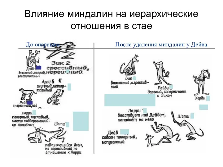 Влияние миндалин на иерархические отношения в стае До операции После удаления миндалин у Дейва