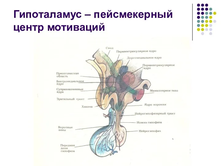 Гипоталамус – пейсмекерный центр мотиваций