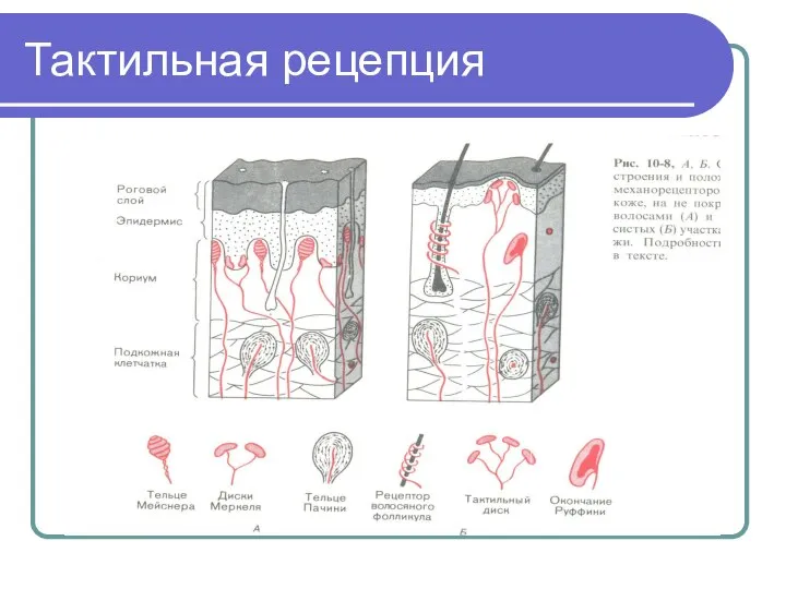 Тактильная рецепция