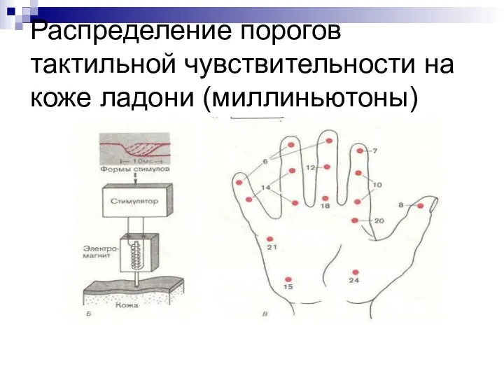 Распределение порогов тактильной чувствительности на коже ладони (миллиньютоны)