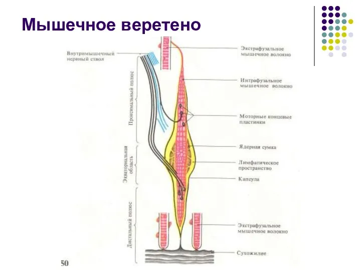 Мышечное веретено