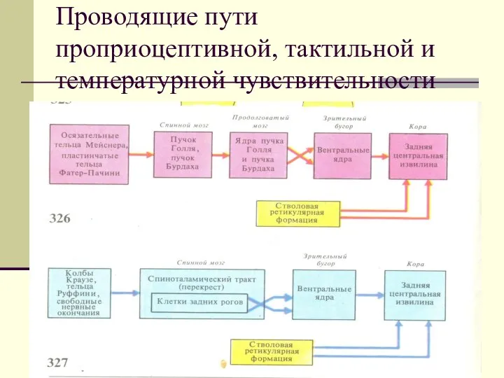 Проводящие пути проприоцептивной, тактильной и температурной чувствительности