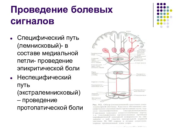 Проведение болевых сигналов Специфический путь (лемнисковый)- в составе медиальной петли- проведение