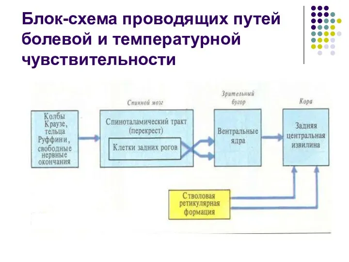 Блок-схема проводящих путей болевой и температурной чувствительности